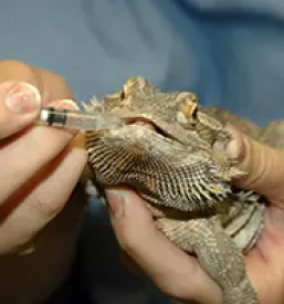 Dober veterinar maribor in okolica