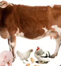 Kvalitetne veterinarske storitve maribor in okolica