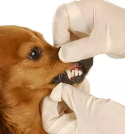 Kvalitetne veterinarske storitve maribor in okolica