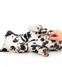 Kvalitetne veterinarske storitve maribor in okolica