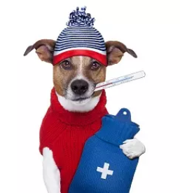 Kvalitetne veterinarske storitve maribor in okolica