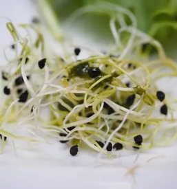 Prodaja kalckov v sloveniji