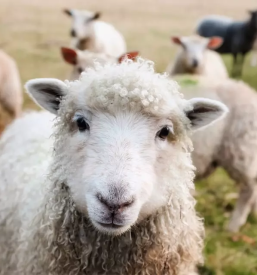 Veterinar za velike zivali maribor