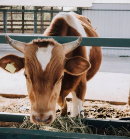 Veterinar za velike zivali maribor