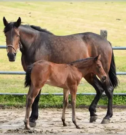 Oskrba konj na terenu obala primorska