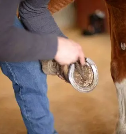 Oskrba konj na terenu obala primorska
