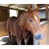 KMETIJSKE STORITVE MARJAN BIŠČAK S.P.