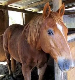 Oskrba konj na terenu obala primorska