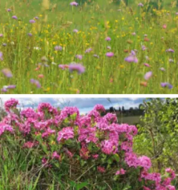 Varstvo naravnih vrednot goricko