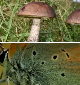 Varstvo naravnih vrednot goricko