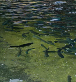 Vzreja postrvi gorenjska