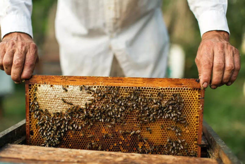 Dobro čebelarstvo Rogaška Slatina