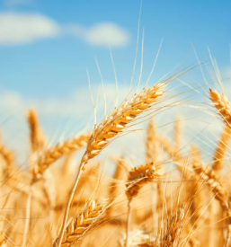 Izvajanje setve zetve prekmurje