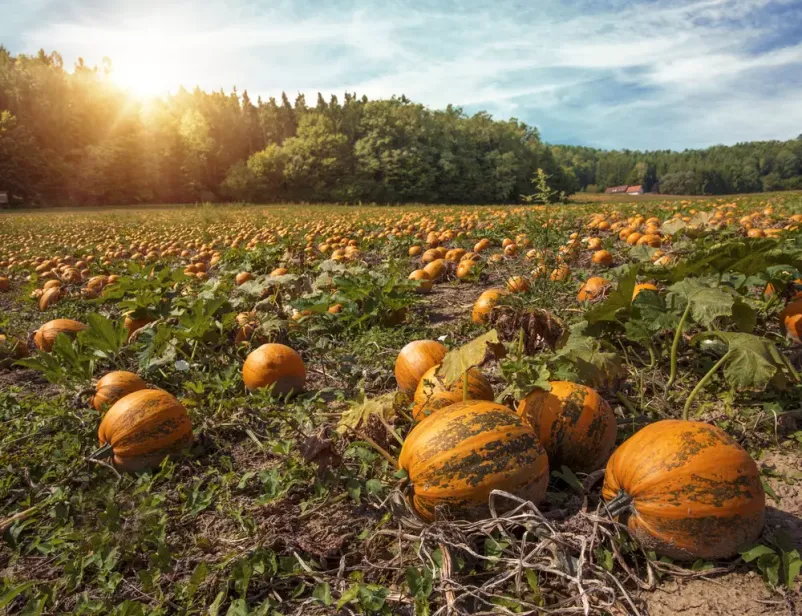 Pomoč pri setvi in žetvi Murska Sobota, Pomurje