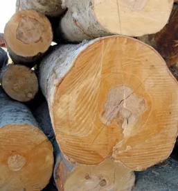 Odkup in prodaja hlodovine slovenija