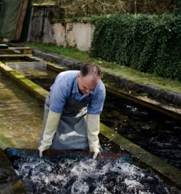 Prodaja postrvi gorenjska