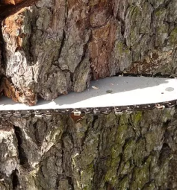Sagewerk und holzverarbeitung slowenien