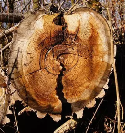 Sagewerk und holzverarbeitung slowenien