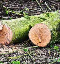 Sagewerk und holzverarbeitung slowenien