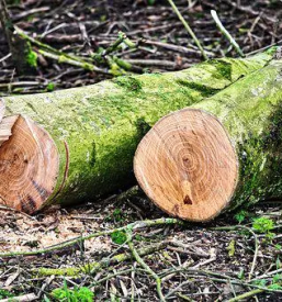 Sawmill and woodworking slovenia