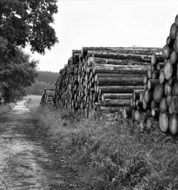 Skeletna gradnja osrednja slovenija