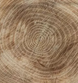 Ugoden zagan les osrednja slovenija