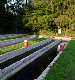 Vzreja kalifornijske postrvi gorenjska