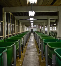 Vzreja kalifornijske postrvi gorenjska