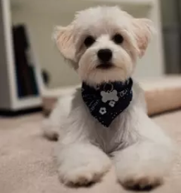 Ugoden pasji salon ptuj