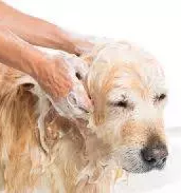 Ugoden pasji salon ptuj