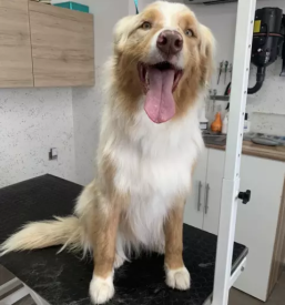 Ugodno strizenje hisnih ljubljenckov stajerska