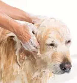 Ugodno strizenje hisnih ljubljenckov stajerska