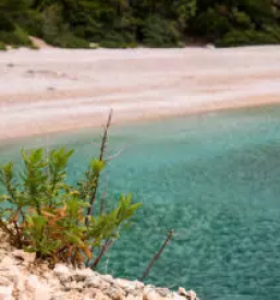 Psihoterapija Savinjska