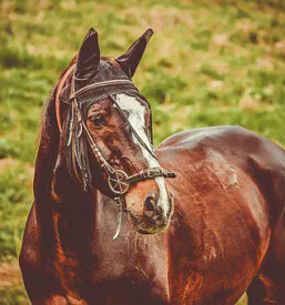 Prodaja sportnih konj slovenija