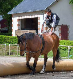 Sportni konji slovenija