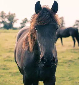 Sportni konji slovenija