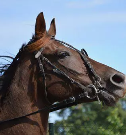 Sportni konji slovenija