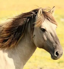 Vzreja sportnih konj slovenija