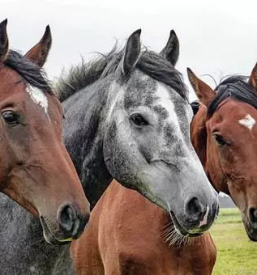 Vzreja sportnih konj slovenija