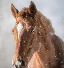 Vzreja sportnih konj slovenija