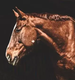 Konjereja celje slovenija