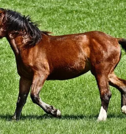 Vzreja domacih konj savinjska