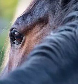Vzreja domacih konj savinjska