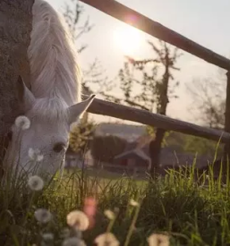 Vzreja domacih konj savinjska