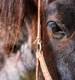 Vzreja domacih konj savinjska