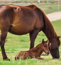 Vzreja konj celje okolica slovenija