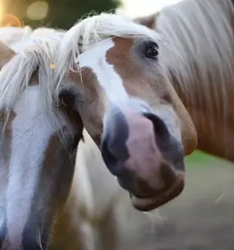 Vzreja konj sentjur savinjska