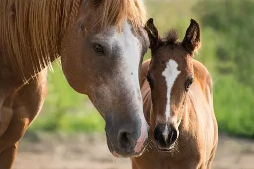 Vzreja konj Šentjur, Savinjska