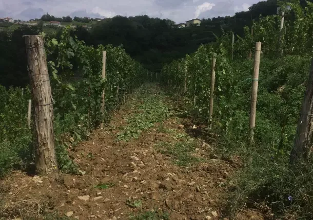 Domača vina Kojsko