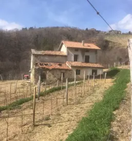 vina Bizjak